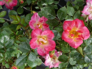 MEXICO SUNBLAZE (miniature)